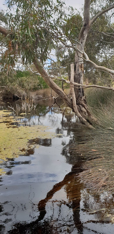 Protecting the health of the Coorong National Park