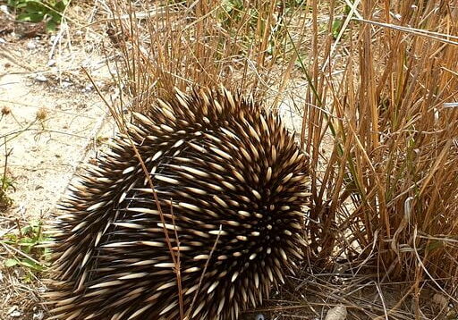 Coorong Fauna