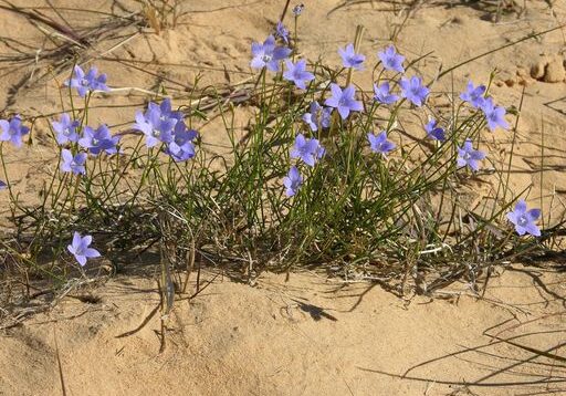 Coorong Flora